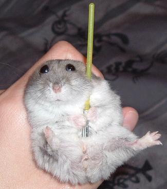 Jedi Lightsaber Hamster
Don't get it too close to your nose
