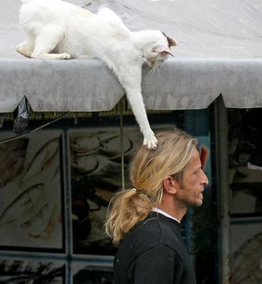 Hang on sir. I'll save you from that monster on your head!
Cats, the defenders of humanity!
