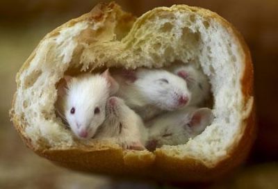Mice in a loaf
Loafing mice
