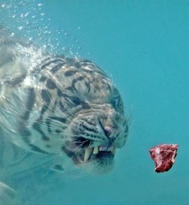 Tiger goes for meat
Must be some really good meat
