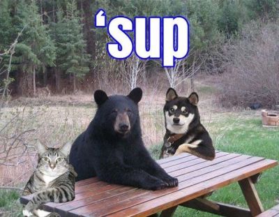 Kitty and dog and bear, Oh my!
'Sup dog?
