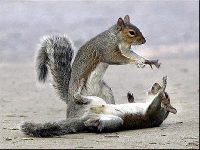 Rise ... RISE I Say!
Squirrel Ritual
