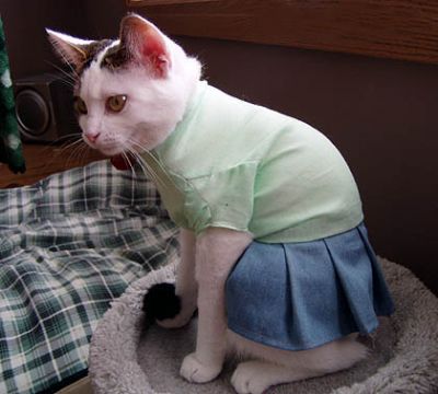 Cat in a dress
For this she will die. Tonight!
