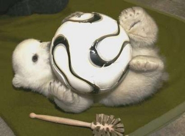 Cute polar bear cub
I like cute
