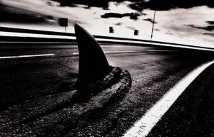 shark_1__1.jpg